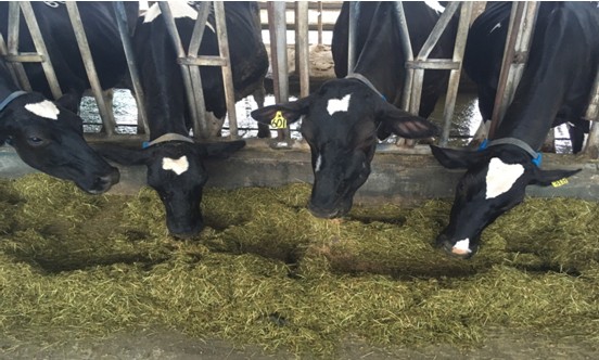 Fig 3. After the silage test, the palatability test of dairy cows has a positive effect.
