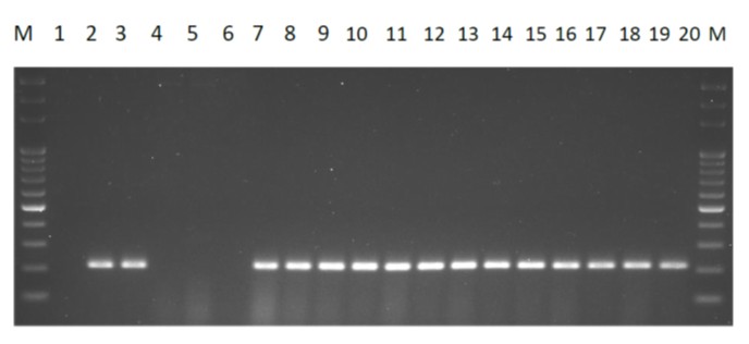 RT-PCR detection after mutants were inoculated with ZYMV for 7days.    M:100bp ladders; 1: H2O; 2-3: Zucchini+ZYMV；4-6: melon control；7-11: melon control +ZYMV；12-16: M251+ZYMV；17-20: M252+ZYMV