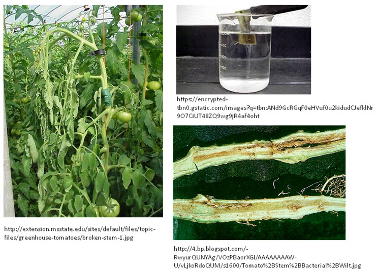 Fig. 1. Tomato bacterial wilt is a soil-borne disease caused by Ralstonia solanacearum Smith. Although the infected plants remain green, they wither and die quickly. A cross section of an infected stem shows a brown discoloration of the vascular tissue and milky sticky bacteria mud exudates.