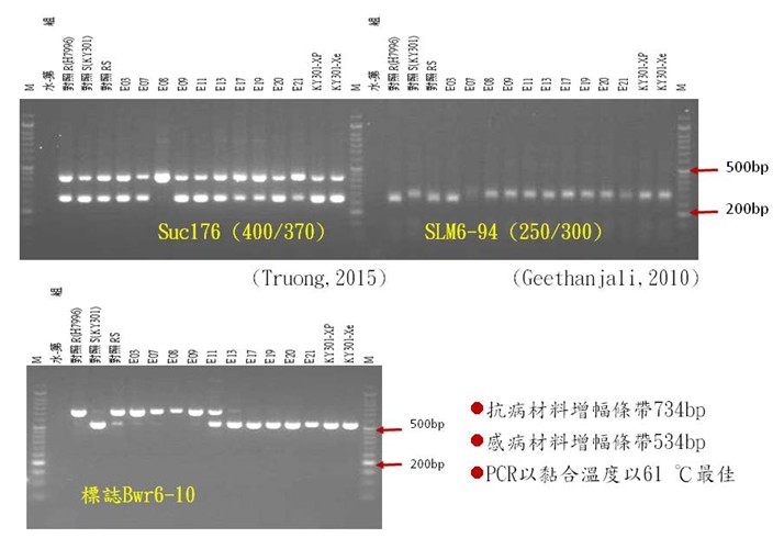Fig 3. The marker Bwr6-10 developed for the resistance gene of tomato bacterial wilt on chromosome 6 is polymorphic in resistance to susceptible materials, increasing by 734bp and 534bp bands respectively, which is clearer and easier to interpret than the literature.