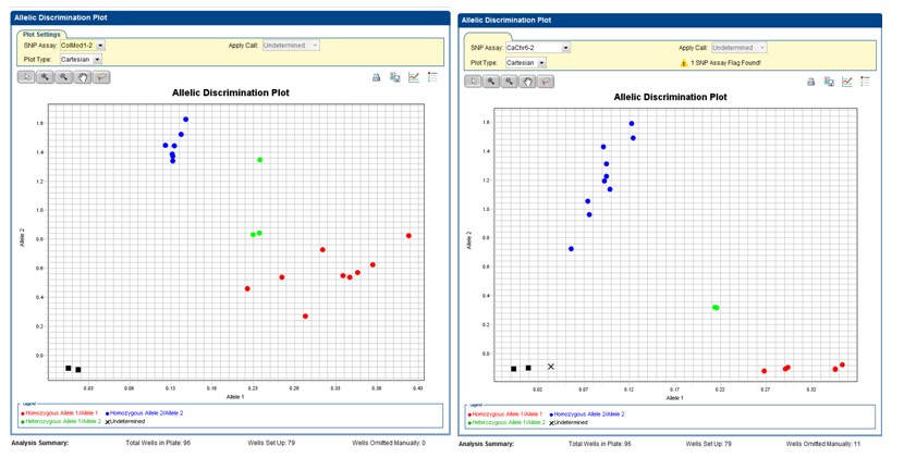 Fig 1. The genotyping result of real-time PCR of KASP assay for detecting fertility restorer (Rf) gene in pepper. The CaChr6-2 (right) developed in this study has a better cluster result than the reference SNP site, ColMod1 (left).