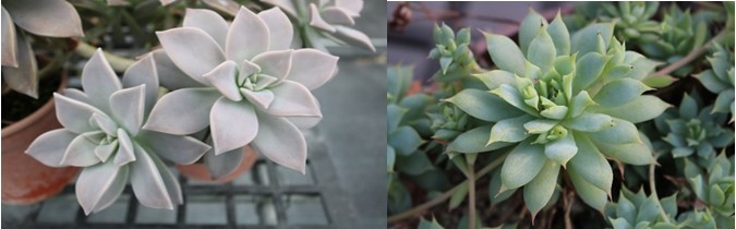 Figure 1.The leaves of succulents are rich in color and waxy white powdery