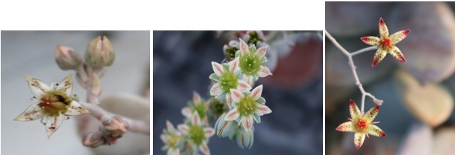 Figure 2. One of the characteristic of the Graptopetalum is special stripes on petals.