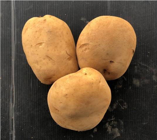 Fig.2. Short oval potato tubers with yellow skin of TSS No 6.