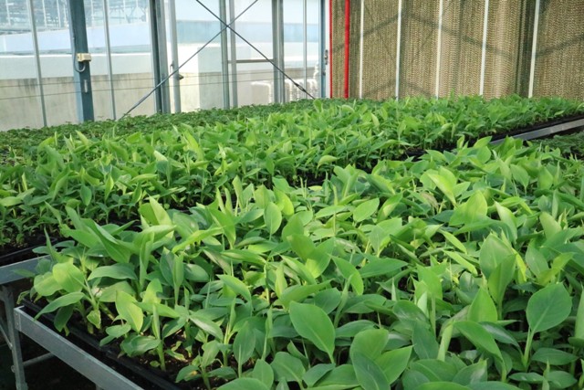 Seedling cultivation situation in the nursery.