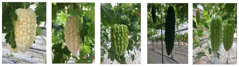 Fig.1. Selection of the fruit of the excellent trial cross bitter gourd testcross 109H2P、5P、8P、20P and 26P