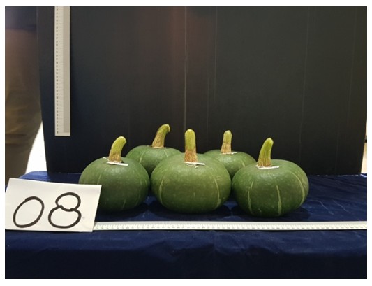 Fig.2. Selection of the fruit of the excellent trial cross pumpkin combination No.109008.
