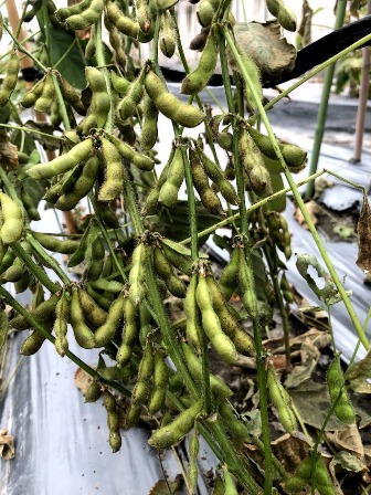 Poding of Mino black beans in akizaku of 109