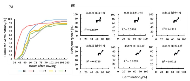 Fig3. Varieties of indica rice: (A) cumulate germination of radical emergence method under 23℃. (B) the correlation between radical emergence method and field emergence in single sampling time.