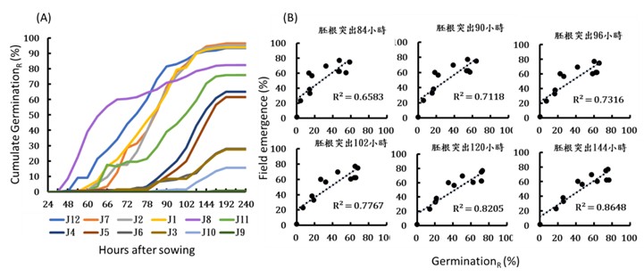 Fig4. Varieties of japonica rice: (A) cumulate germination of radical emergence method under 23℃. (B) the correlation between radical emergence method and field emergence in single sampling time.
