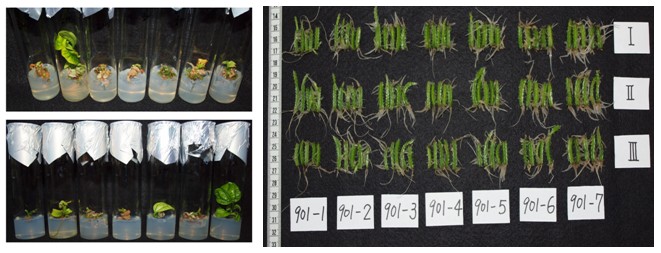 Fig 2. Comparison of the effects of different media on the growth of Tainong No. 1 passion fruit root system (left) and the growth of red dragon fruit hairy root (right).