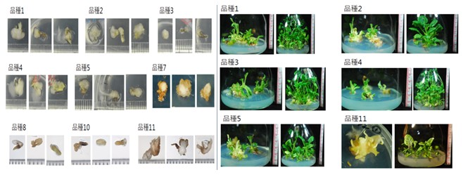 Fig 3. The growth of callus induced by anther culture of different cruciferous species (left) and plants regenerated by anther culture (right).