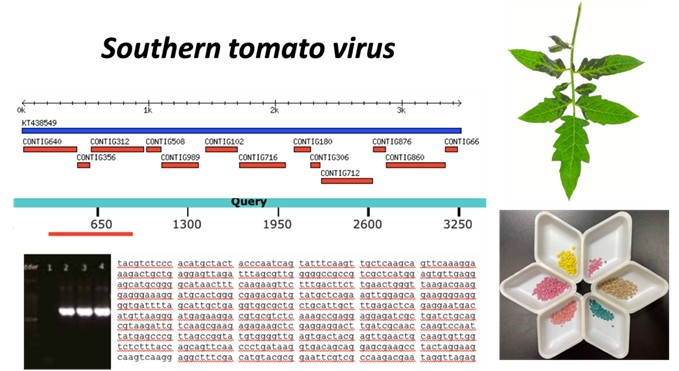 Unknown Seed-borne pathogens of tomato were be detected by small RNA NGS.