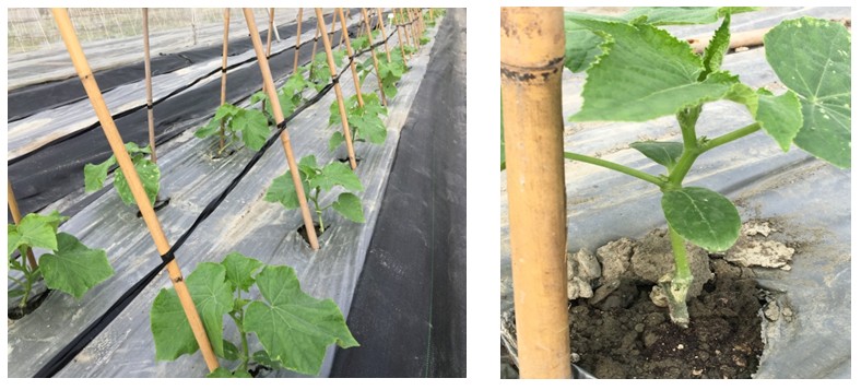Fig.1. Assessment the performance of Cucumber grafting seedlings