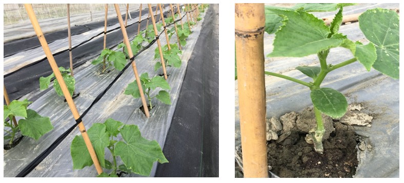 Fig.1. Assessment the performance of Cucumber grafting seedlings