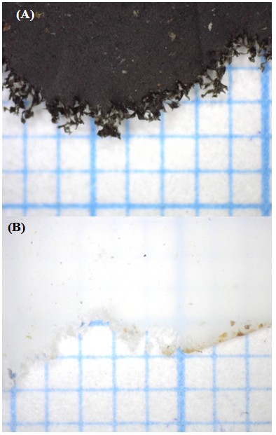 Figure. the polylactic acid containers (A)black polylactic acid seedling bags and (B) white polylactic acid plugs are gnawed by Zophobas morio. 
