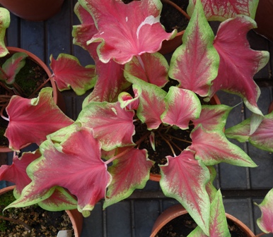 Figure 1、Top view of caladium ‘TSS No. 2- Red heart emerald’