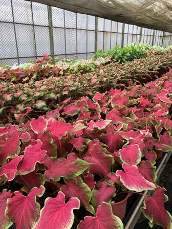 Figure 2、Plants of caladium ‘TSS No. 2- Red heart emerald’ grown in the green house