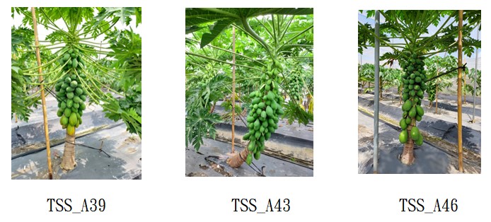 Fig. 1. The Papaya varietyTSS_A39(Left),TSS_A43(Middle) and TSS_A46 cultivation in the farm and fruit situation