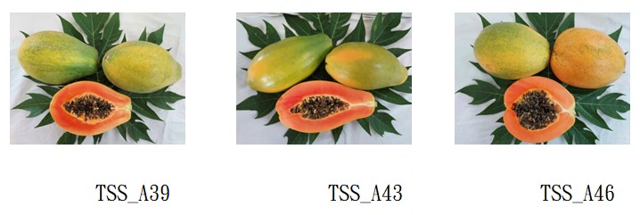 Fig. 2. The Papaya variety TSS_A39(Left),TSS_A43(Middle) and TSS_A46 fruit Shape