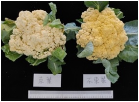 The curd color of cauliflower line ‘H5’ cultivated in summer. Right: non-covered curd. Left: covered curd.