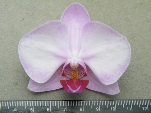 Fig 2. Executing DUS tests of Phalaenopsis ‘MO-41’. (This variety has been granted.)