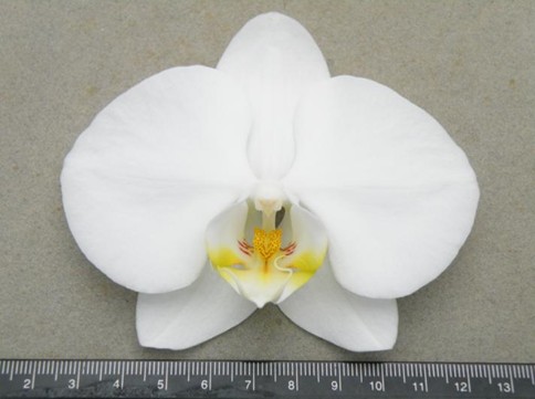 Fig 2. Executing DUS tests of Phalaenopsis ‘Clone Brandy CL341’. (This variety has been granted.)