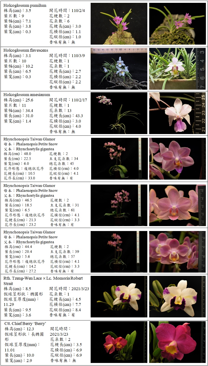Fig. 1. Complete the collection and characters investigation of Holcoglossum spp., Rhychonopsis Taiwan Glamour and Cattleya spp.