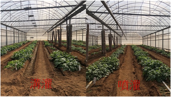 Figure. The growth performance of potato varieties under the different drought treatment were cultivated by furrow irrigation and sprinkler irrigation.