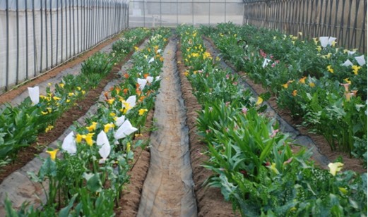 Fig. 1. The cross-combination of calla lilies planted in the field.