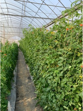 Fig. 1. Selecting for resistance disease of tomato in field.