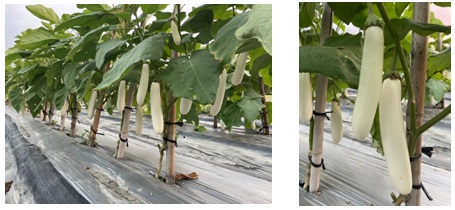 The eggplant cross trial in the field (Left)and fruit(Right)