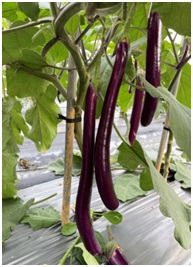 The inbred line of eggplant in the field.
