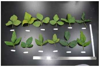 The leaf shapes of different Soybean cultivated varieties.