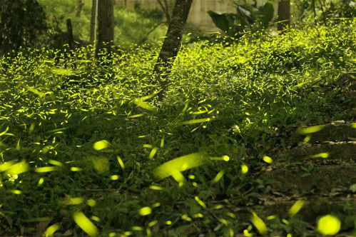 Fig. 1. Holy land of fireflies in Dongshih Forest Garden. (Photo provided by Amusement Park in Taiwan)