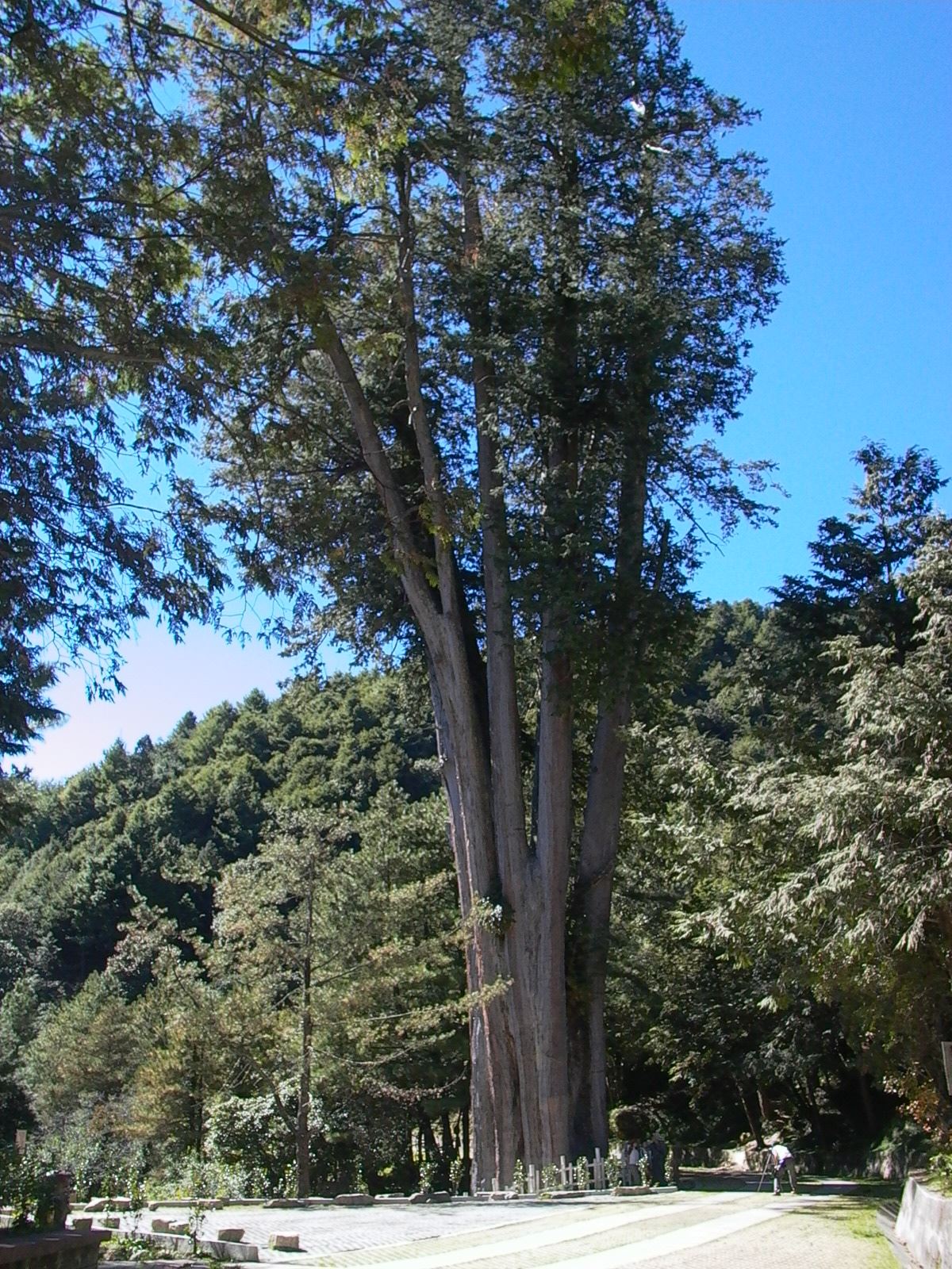 Fig. 2. Thousand-year- old fascinating Sacred Tree of Taiwan Red Cypres in Dasyueshan. (Photo provided by Dongshih Forest District Office)