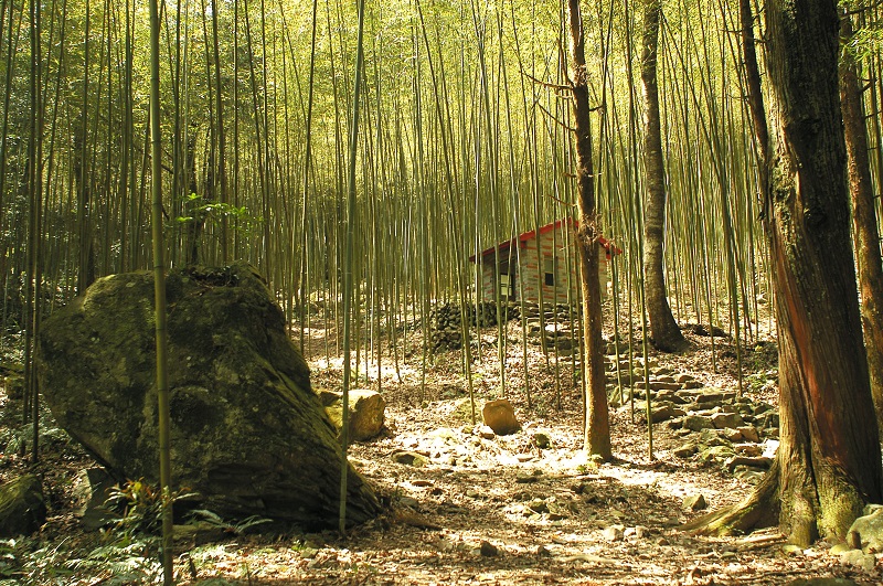 Fig. 4. Bamboo Forest in Basianshan (Photo provided by Dongshih Forest District Office)