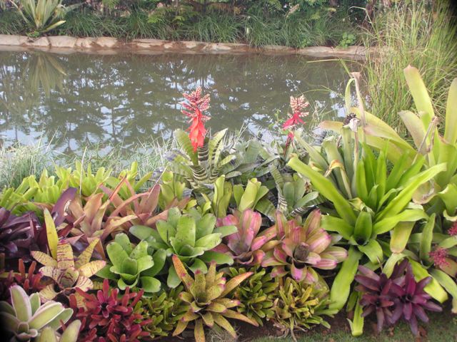 Fig 2. The bromeliads used in the outdoor landscape display.