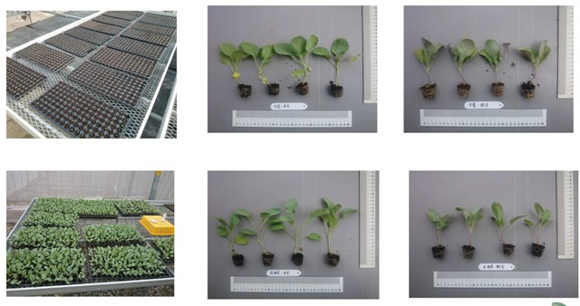 Figure 3. Data collection of physiological parameters of cabbage seedlings.