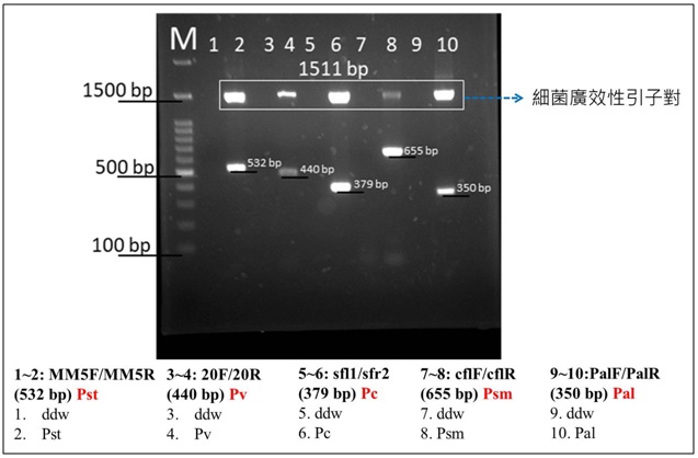Fig. 2. Five specific primers, MM5F/MM5R, 20F/20R, SfL1/SfR2, cflF/cflR and PalF/PalR, as well as one universal primers UpBacF/UpBacR (for bacteria) as internal control were used to detect Pseudomonas syringae pv. tomato (Pst), P. viridiflava (Pv), P. cichorii (Pc), P. syringae pv. maculicola (Psm) and P. syringae pv. lachrymans (Pal).