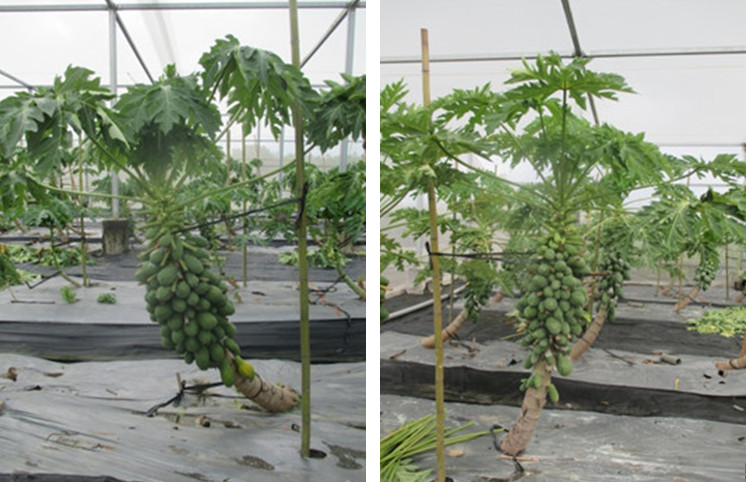 Leaf electrolyte leakage rate is low, and plants can still bear fruit normally during high temperature period