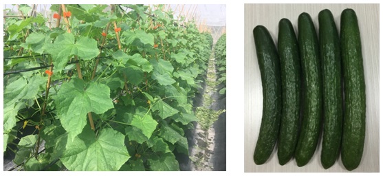 Cucumber field(left) and fruit(right)