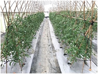 Cherry tomato ‘TSIPS AVRDC NO. 25’seed miniature test production.