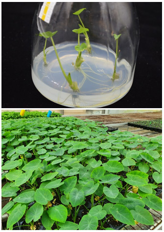 Specific pathogen-free tissue culture seedlings of taro