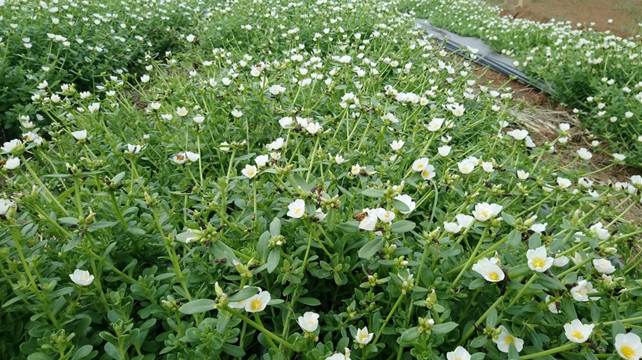 Establish the process of Purslane oleracea TGAP cultivation.