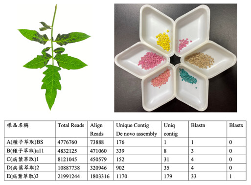 The small RNA sequencing results of seed and leaf samples of tomato and Capsicum.