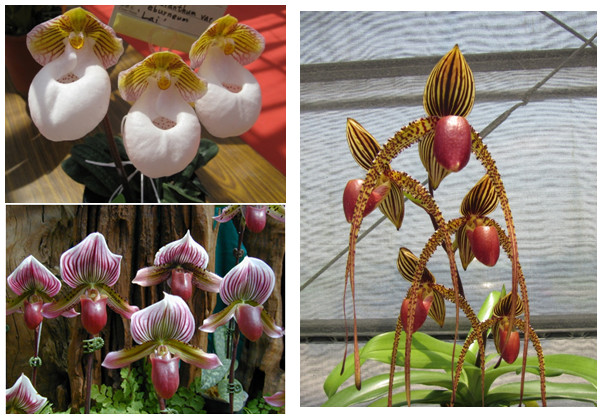 The unique shape of slipper orchids is popular with the public.