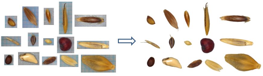 Different types of seeds with image processing