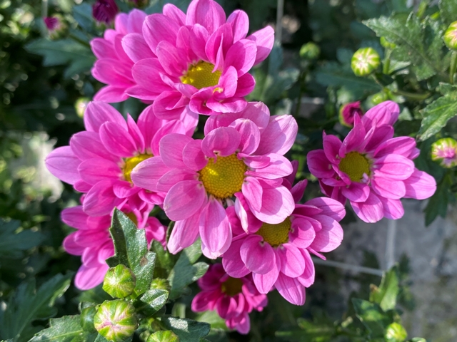 Chrysanthemum cut flower variety ‘Caroline’ becomes more delicate and brighter in the sun.