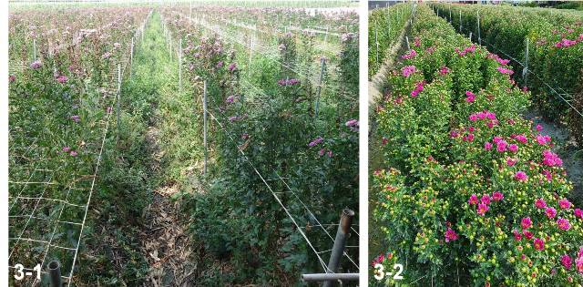 Disease occurrence in un-renewed plants (left, 3-1). Flowering of plants propagated from healthy mother plants (right, 3-2).